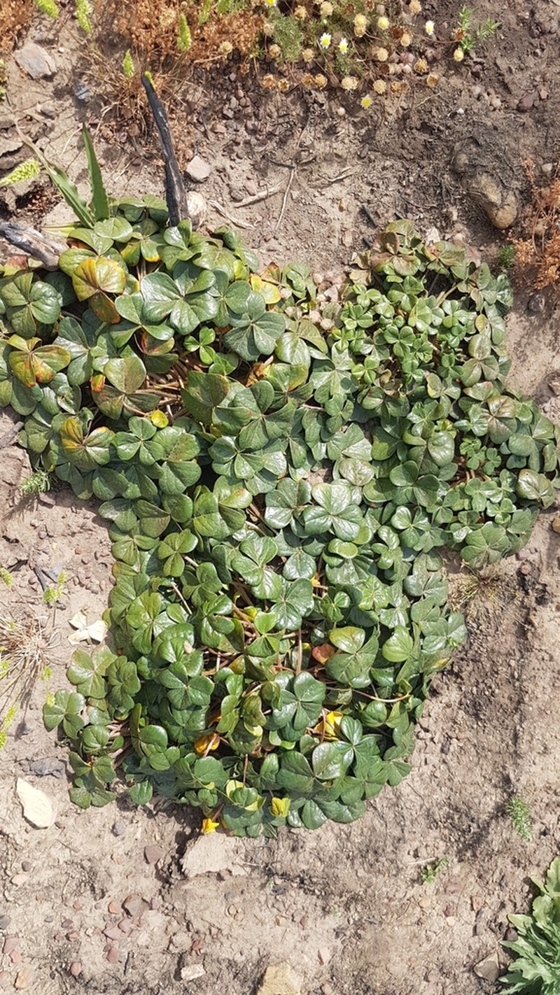 Oxalis strigosa photo 8