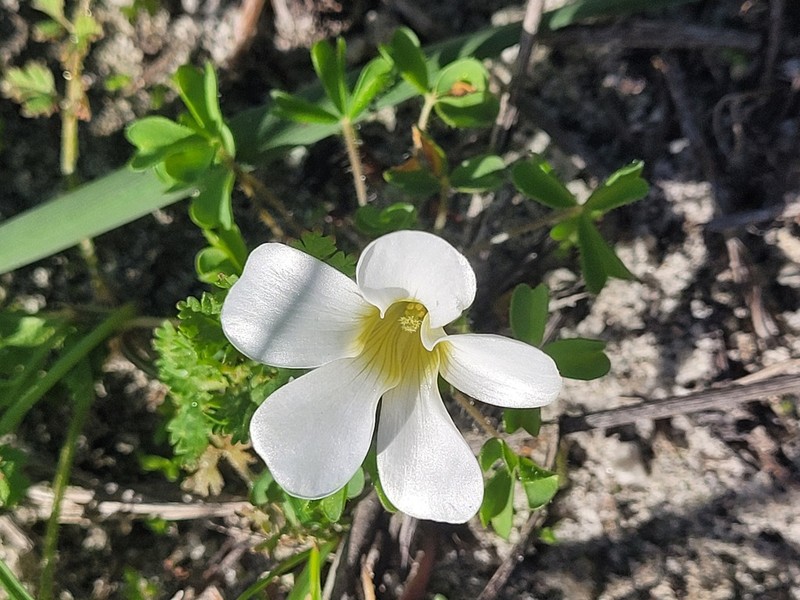 Oxalis suavis photo 2
