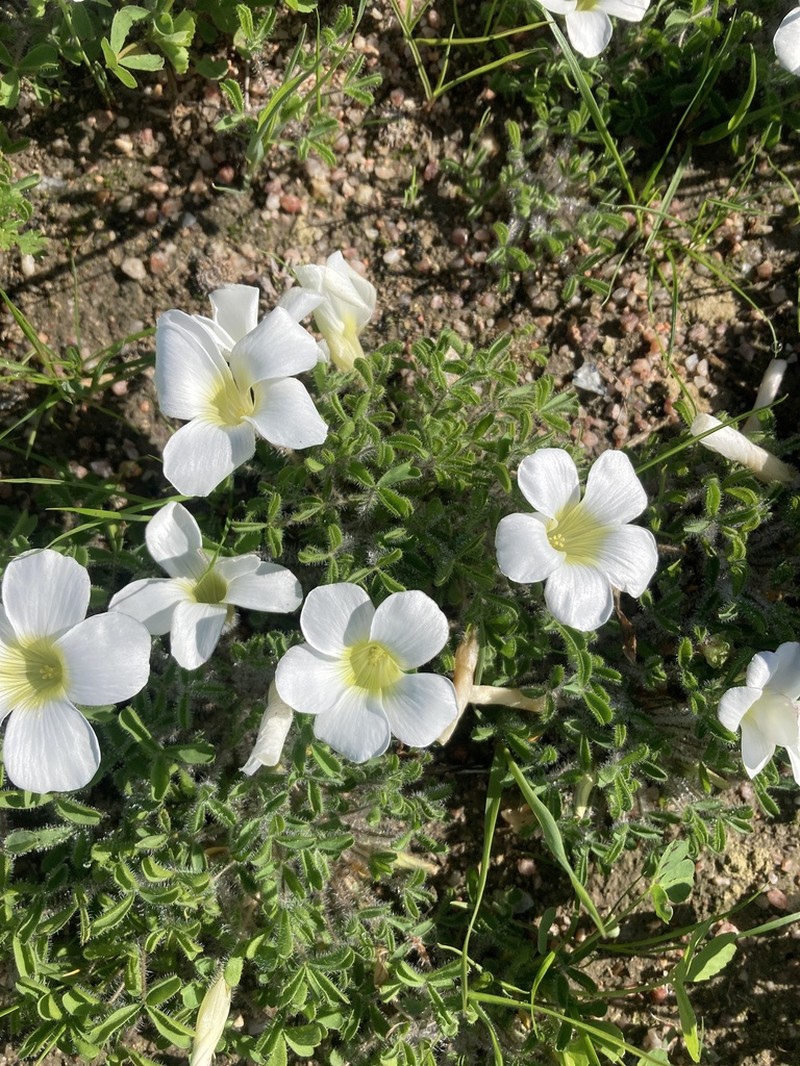 Oxalis suavis photo 3