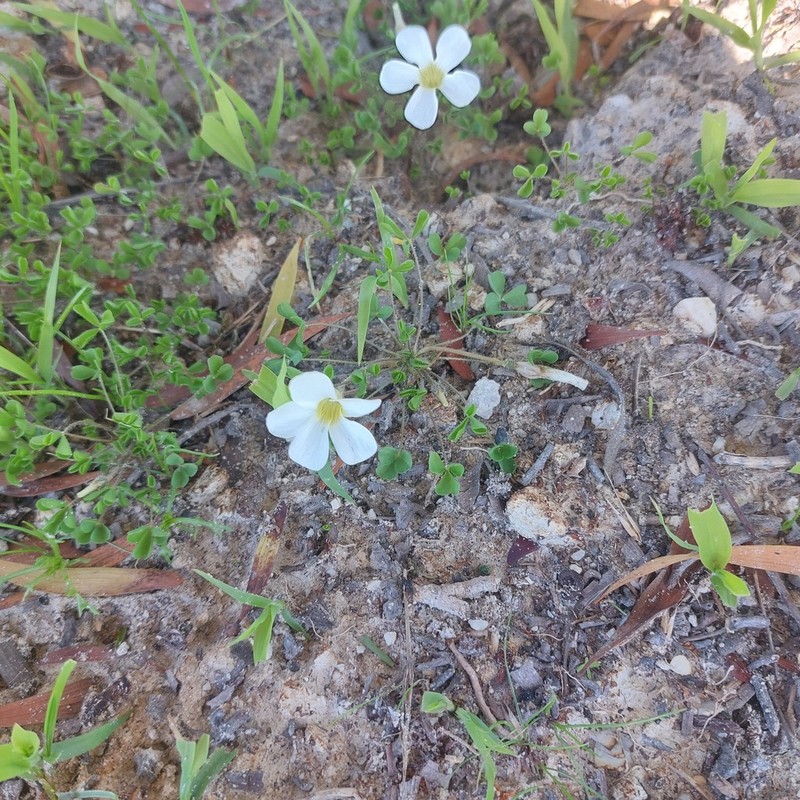 Oxalis suavis photo 4