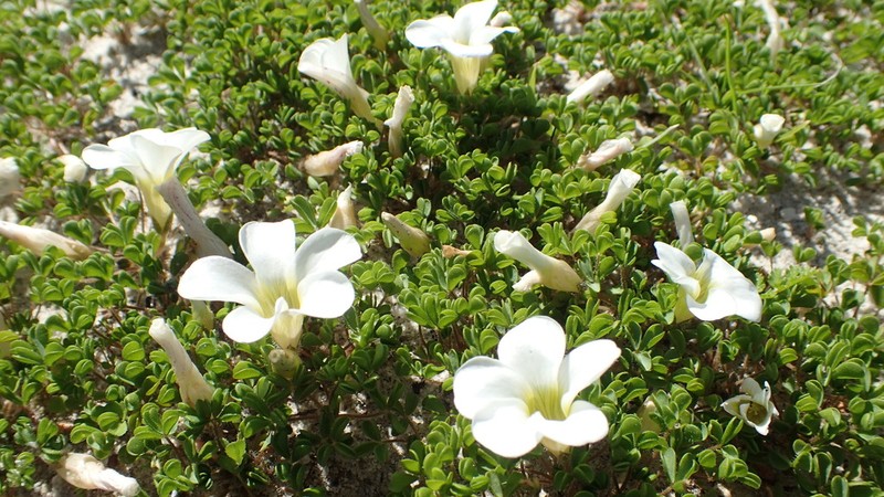 Oxalis suavis photo 5