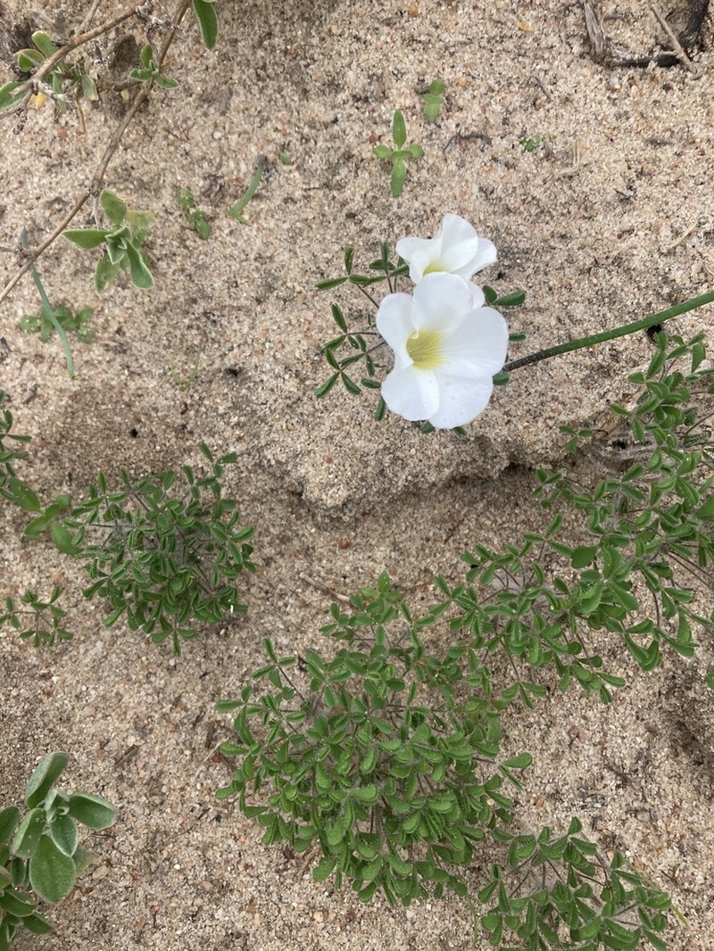 Oxalis suavis photo 6