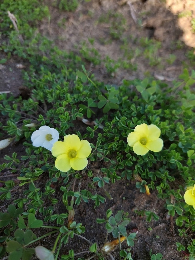 Oxalis suavis photo 7