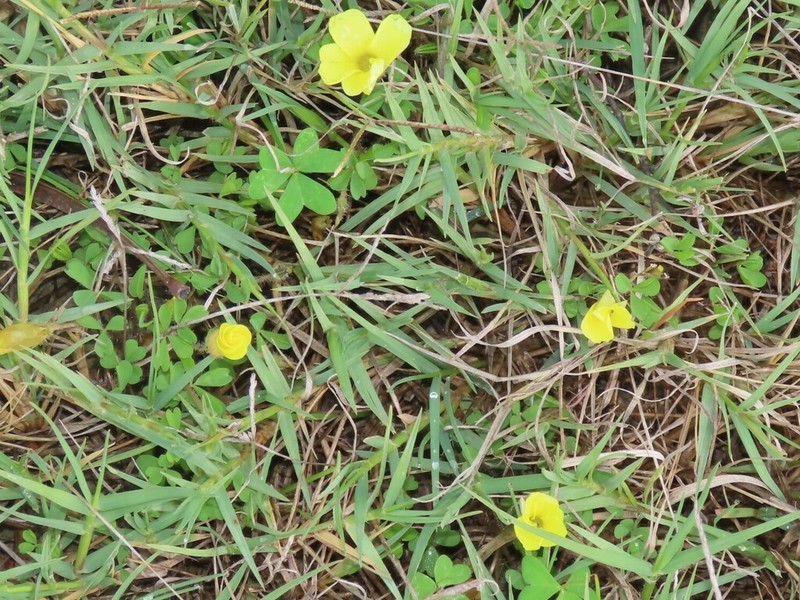 Oxalis suavis photo 8