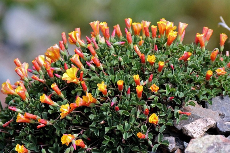 Oxalis subacaulis