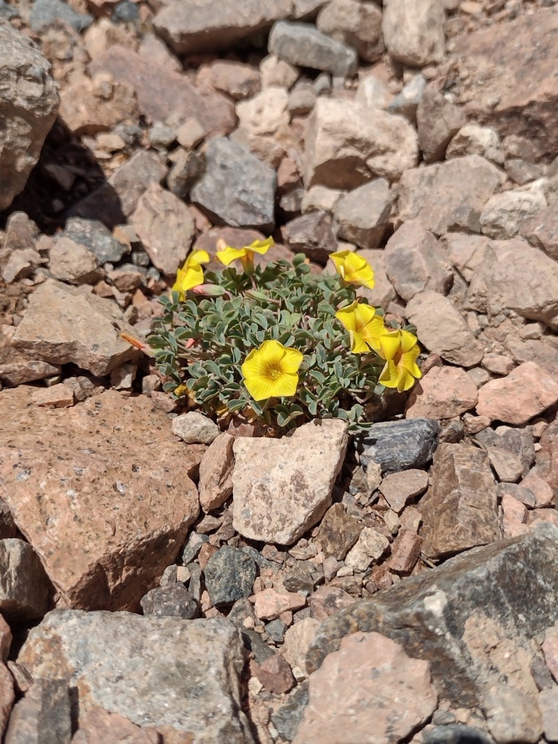 Oxalis subacaulis photo 2