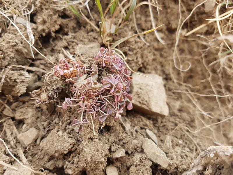 Oxalis subacaulis photo 3