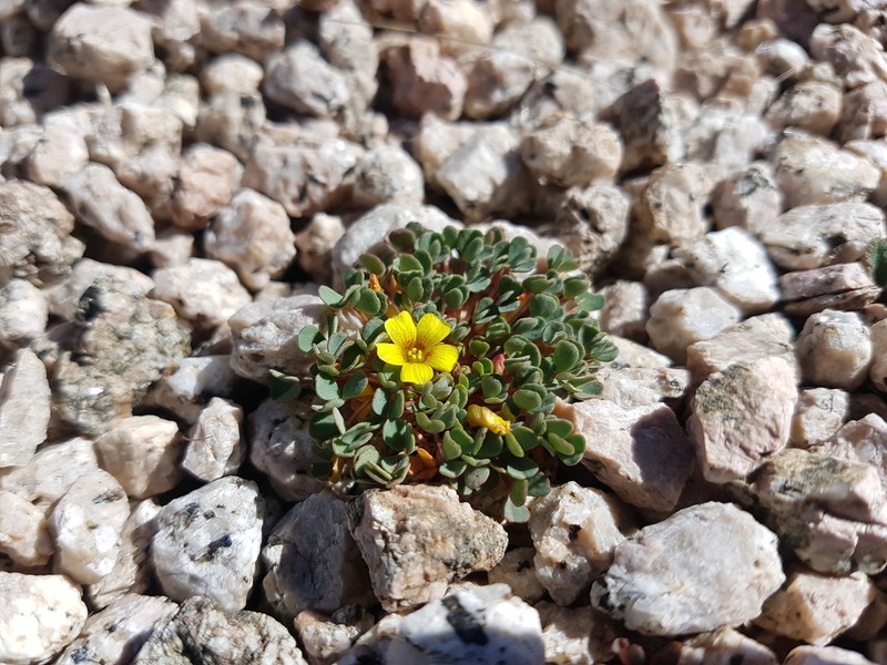 Oxalis subacaulis photo 4