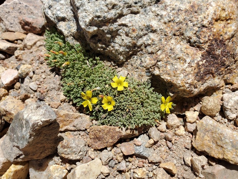 Oxalis subacaulis photo 5