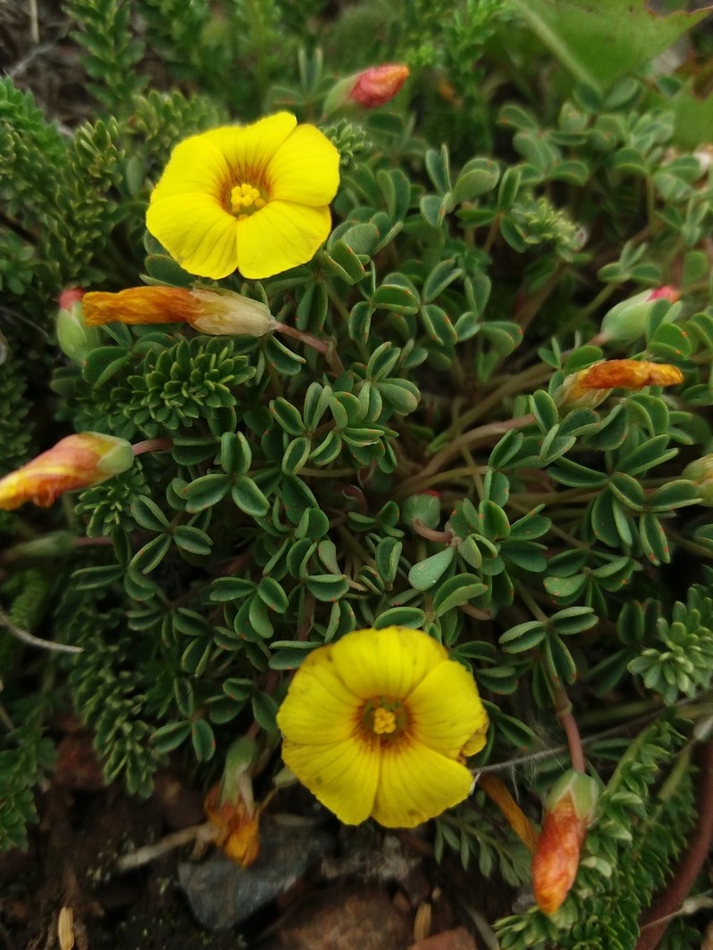 Oxalis subacaulis photo 6