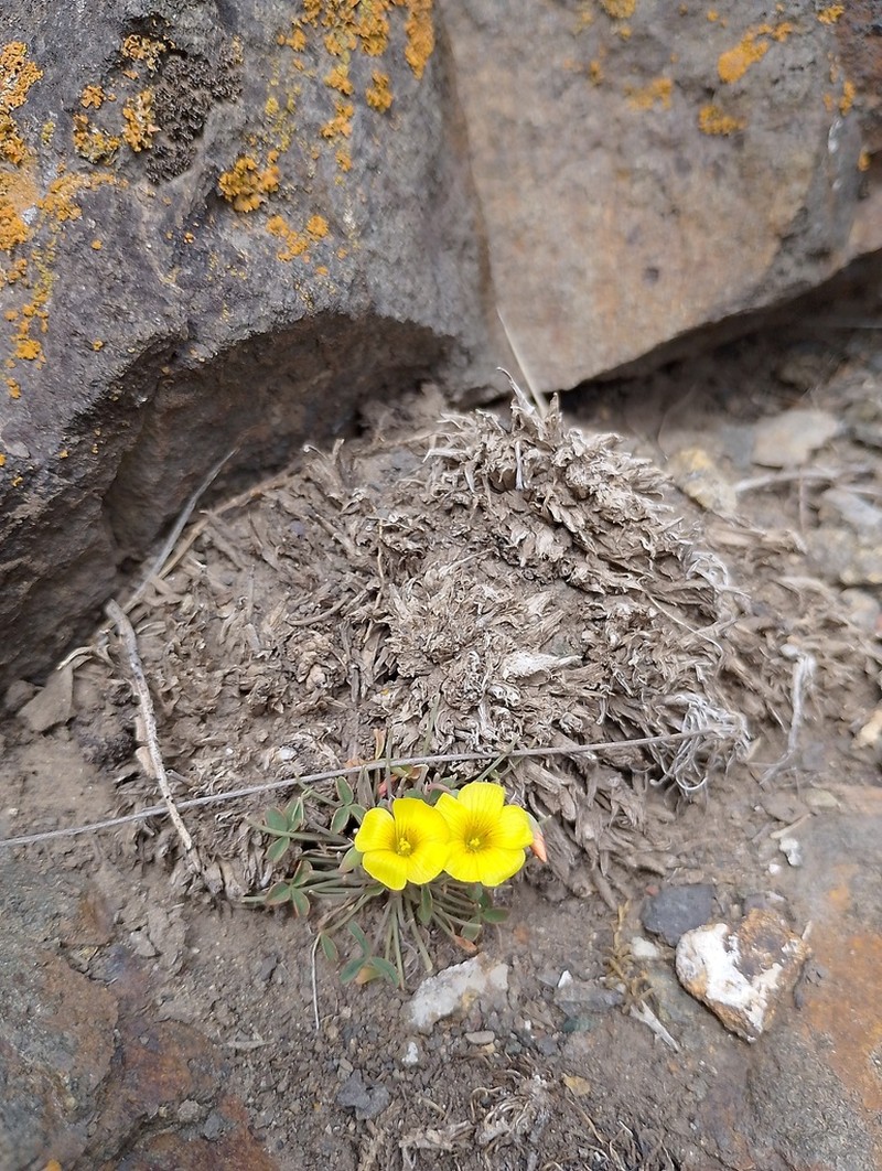 Oxalis subacaulis photo 7