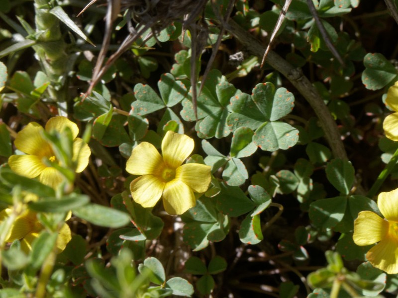 Oxalis subacaulis photo 8