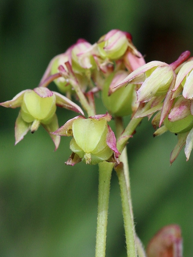Oxalis suborbiculata photo 2
