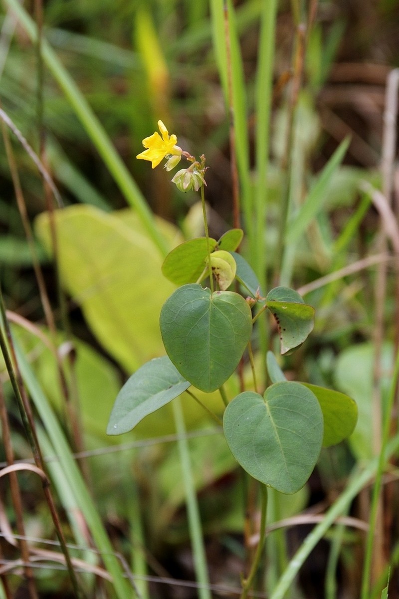 Oxalis suborbiculata photo 3
