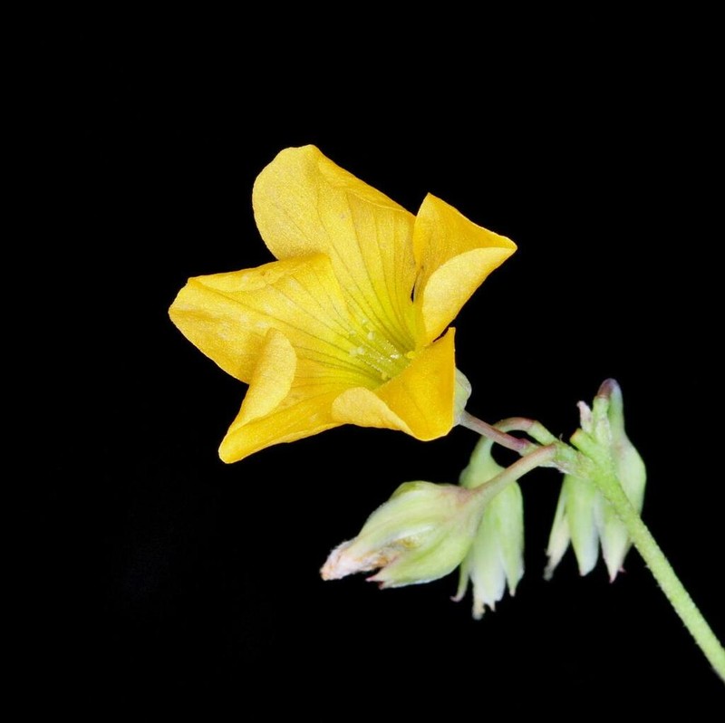 Oxalis suborbiculata photo 4