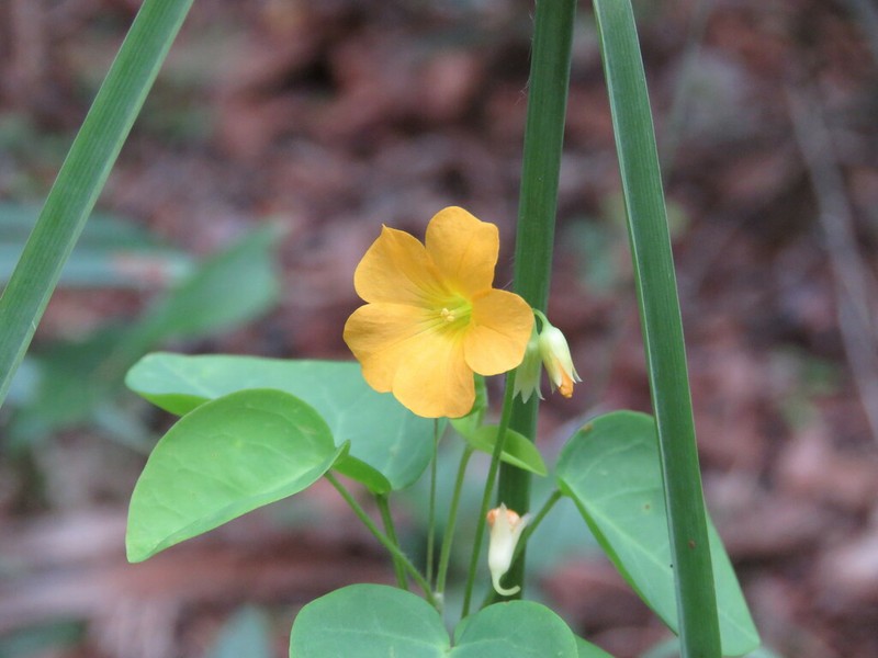 Oxalis suborbiculata photo 5