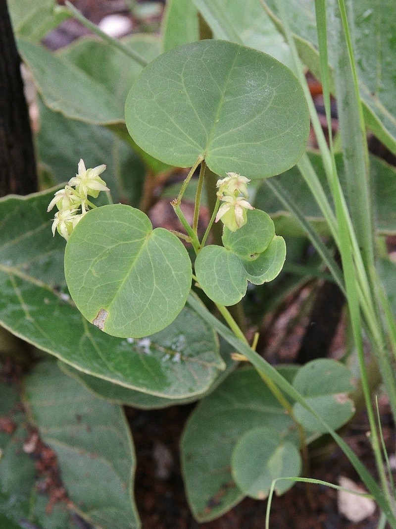 Oxalis suborbiculata photo 6