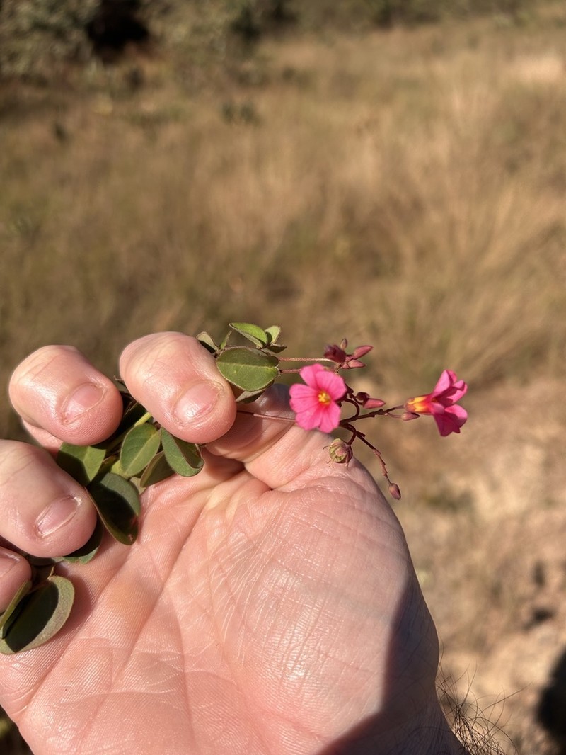 Oxalis suborbiculata photo 7