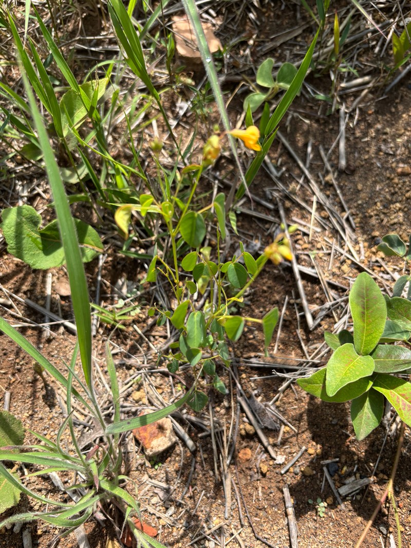 Oxalis suborbiculata photo 8