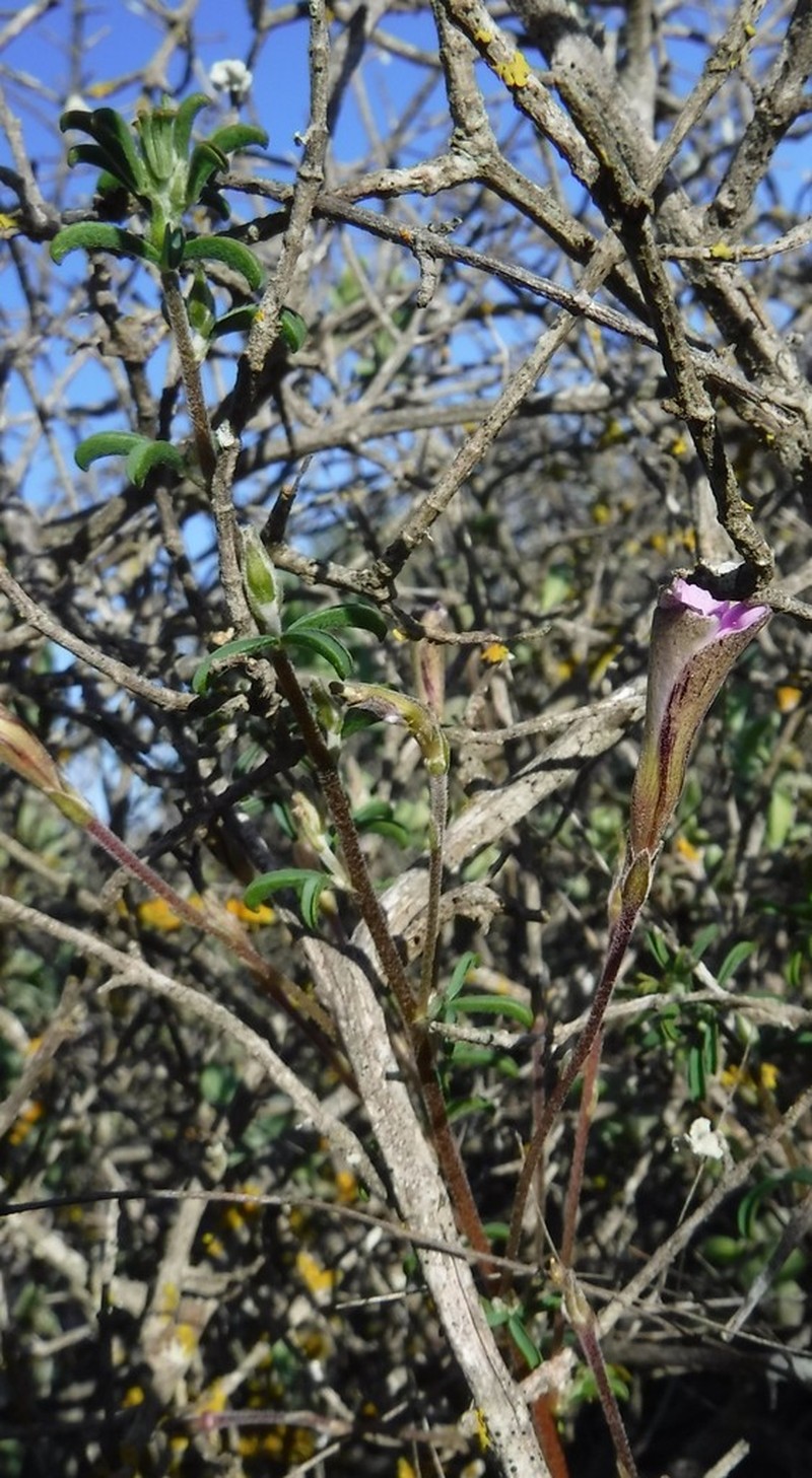 Oxalis subsessilis
