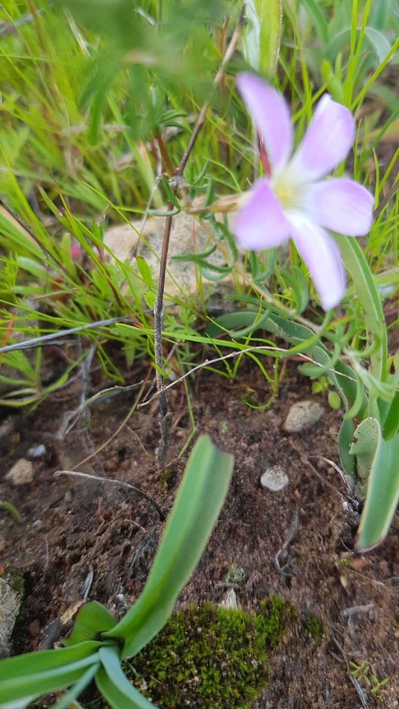 Oxalis subsessilis photo 2