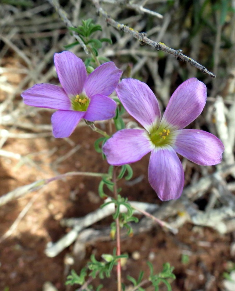 Oxalis subsessilis photo 3