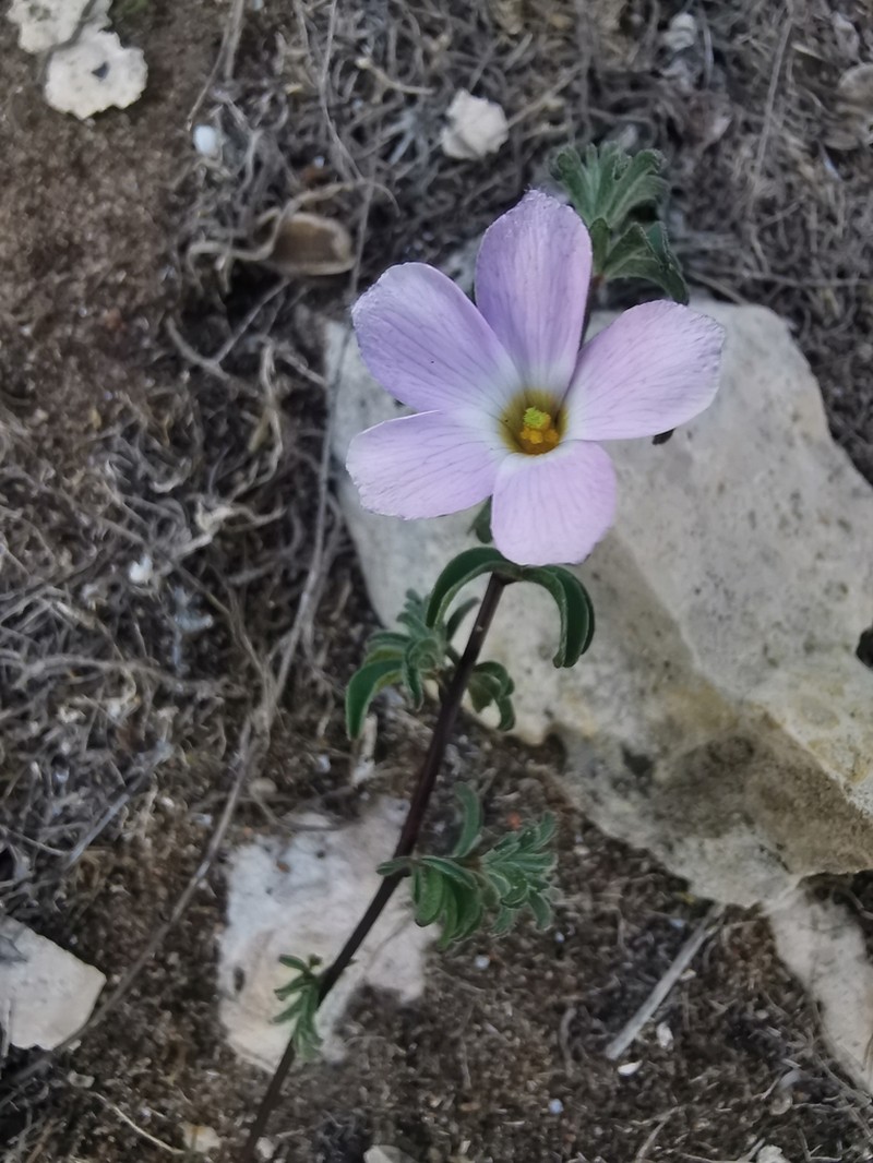 Oxalis subsessilis photo 4