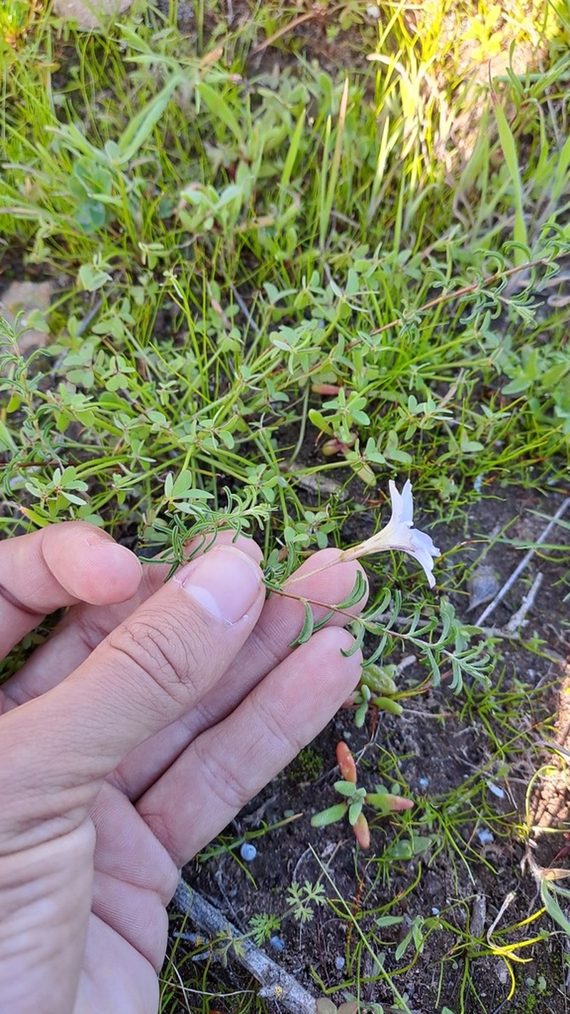 Oxalis subsessilis photo 5