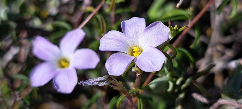 Oxalis subsessilis photo 6