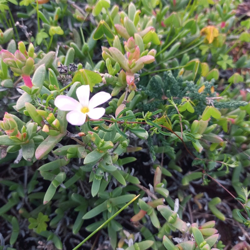 Oxalis subsessilis photo 7