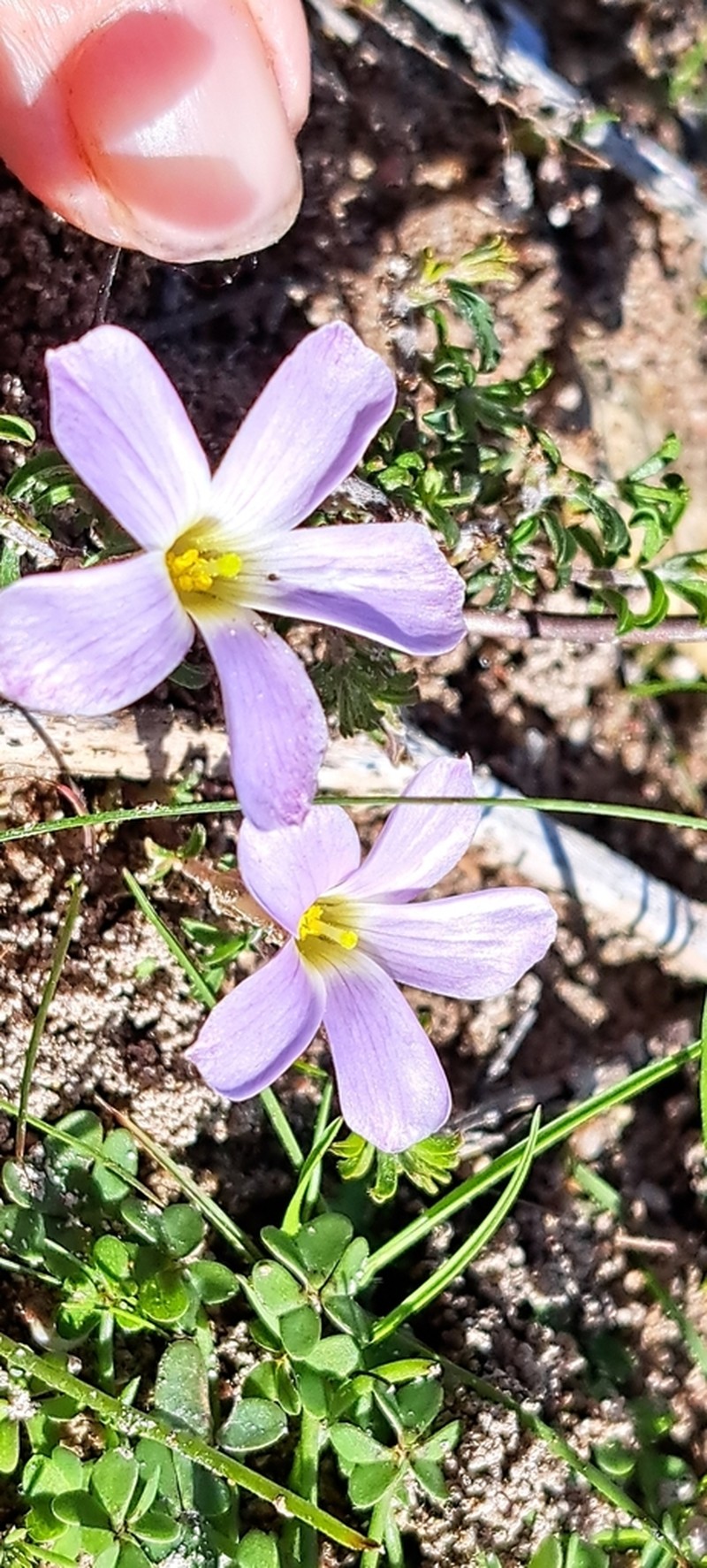 Oxalis subsessilis photo 8