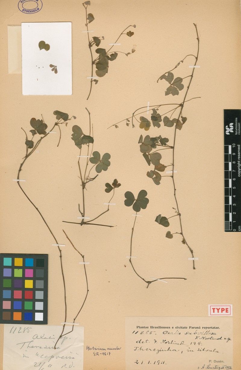 Oxalis subvillosa