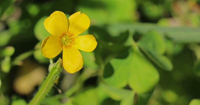 Suksdorf Woodsorrel