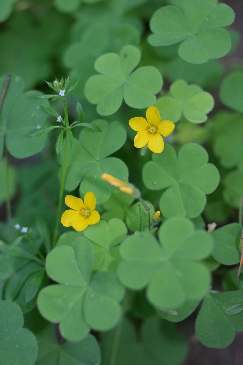 Suksdorf Woodsorrel photo 3