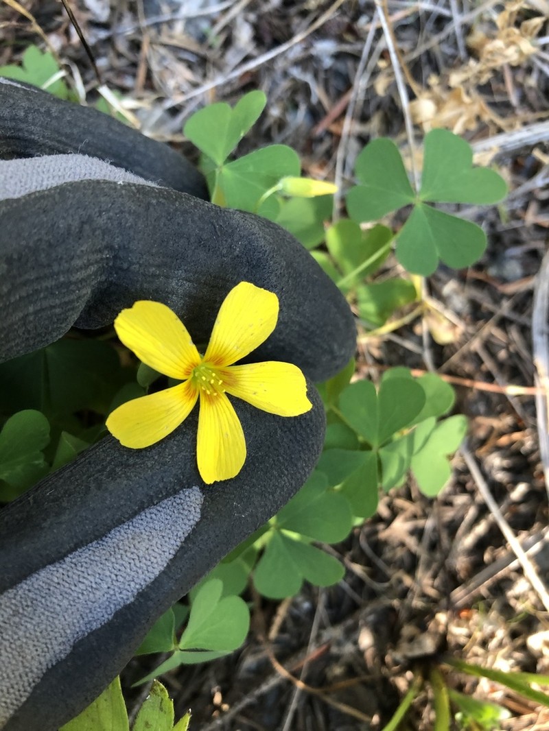 Suksdorf Woodsorrel photo 4