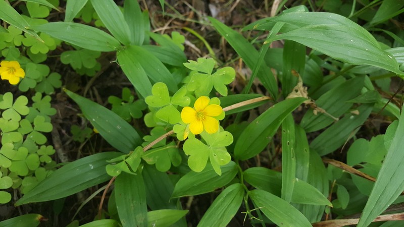 Suksdorf Woodsorrel photo 5