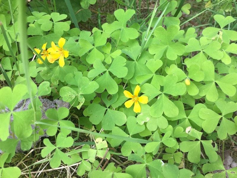 Suksdorf Woodsorrel photo 6