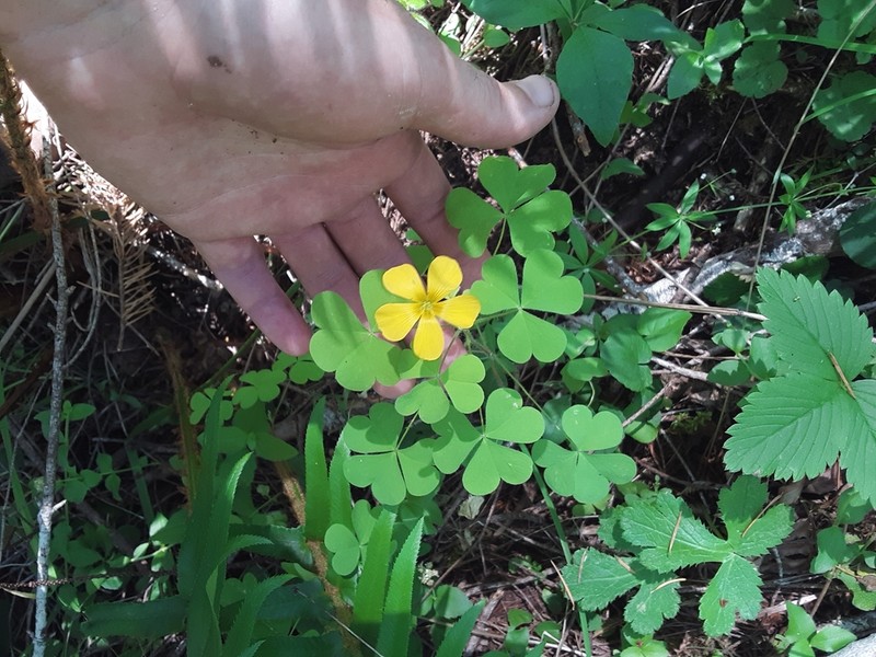 Suksdorf Woodsorrel photo 7