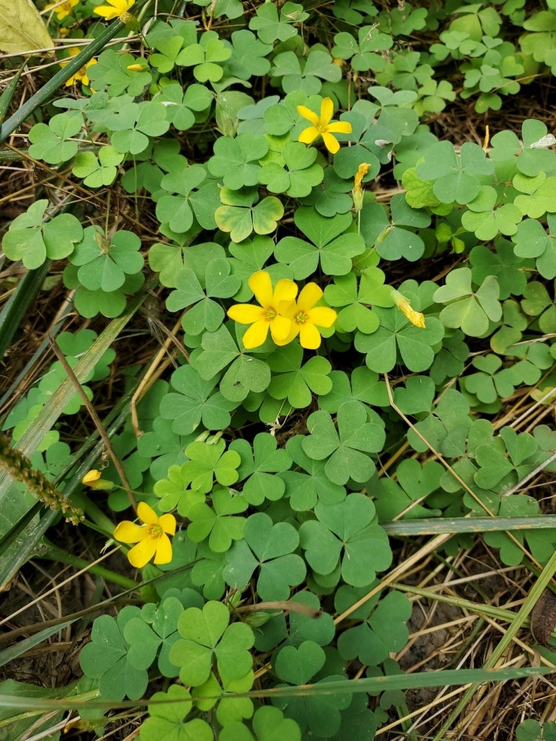 Suksdorf Woodsorrel photo 8