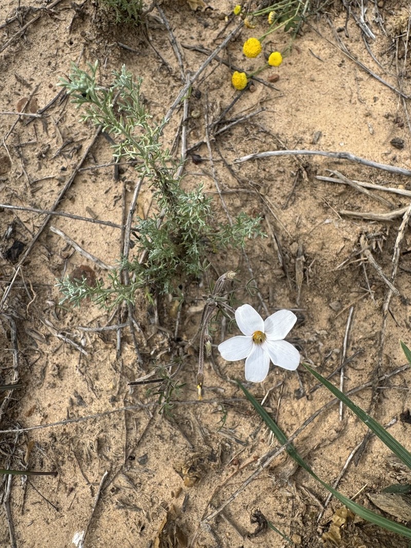 Oxalis suteroides