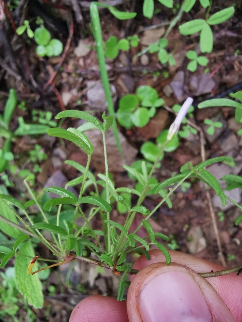 Oxalis suteroides photo 2