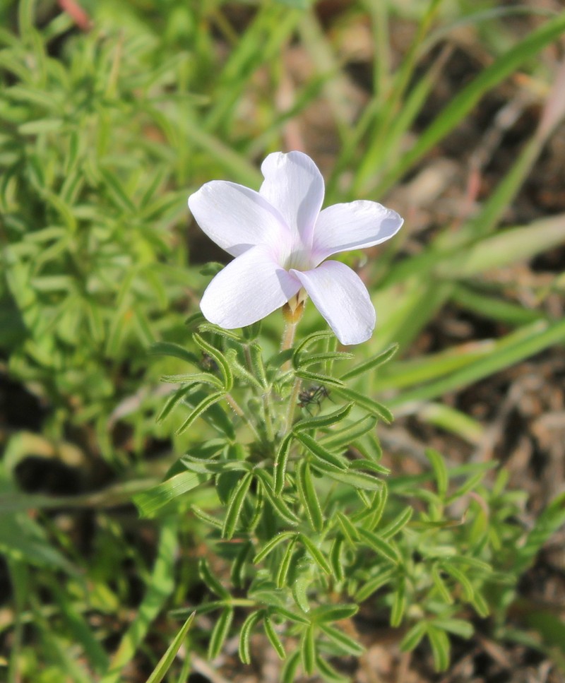 Oxalis suteroides photo 3