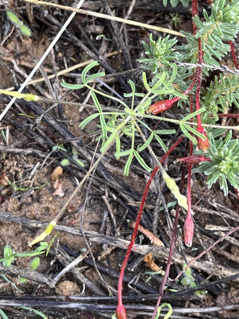 Oxalis suteroides photo 4