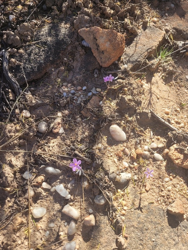 Oxalis suteroides photo 5