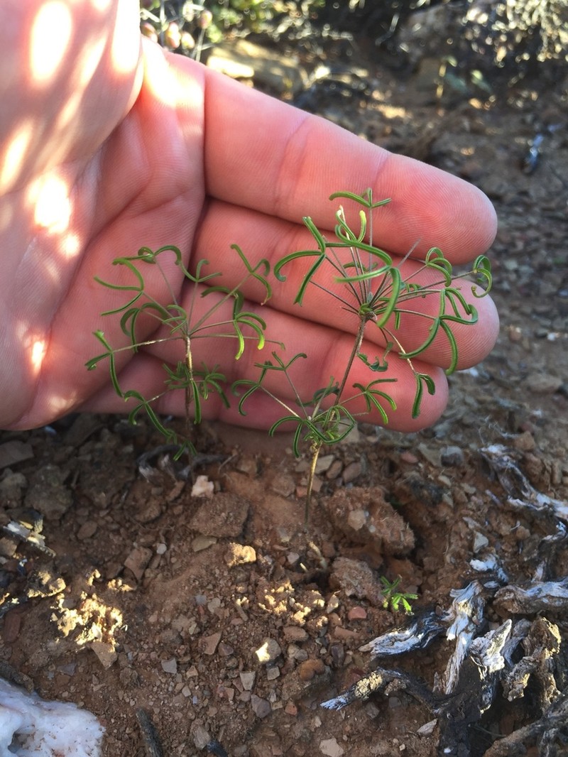 Oxalis suteroides photo 6
