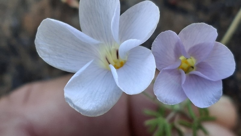Oxalis suteroides photo 7