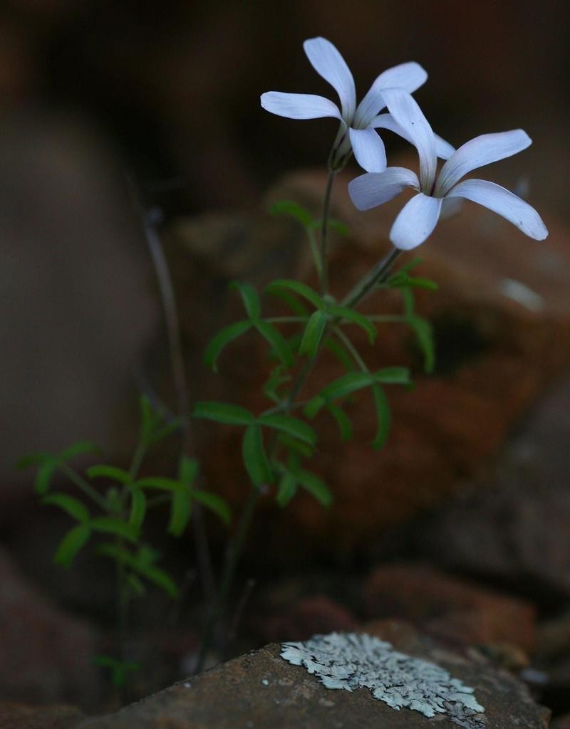 Oxalis suteroides photo 8