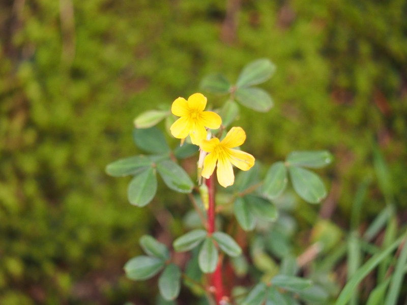 Oxalis tabaconasensis