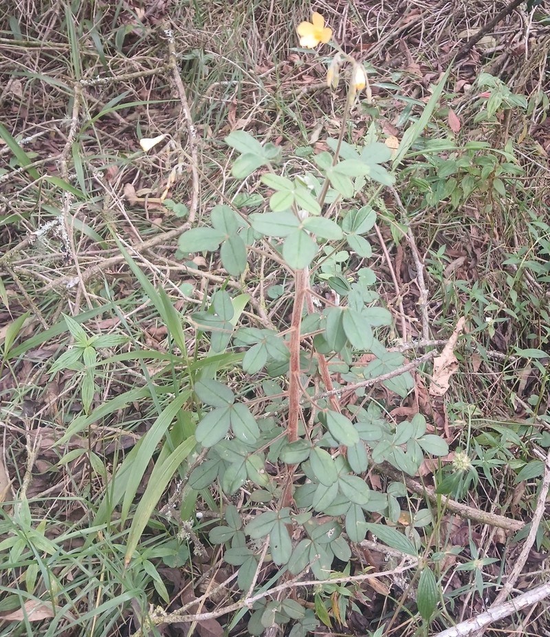 Oxalis tabaconasensis photo 2