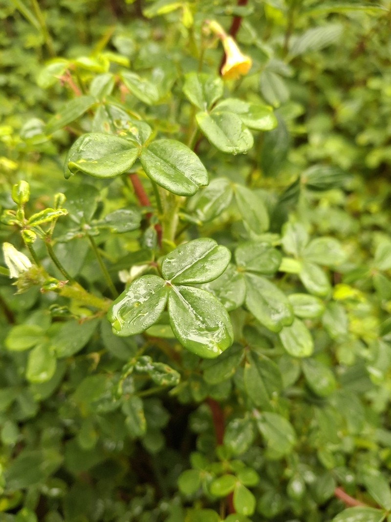 Oxalis tabaconasensis photo 3